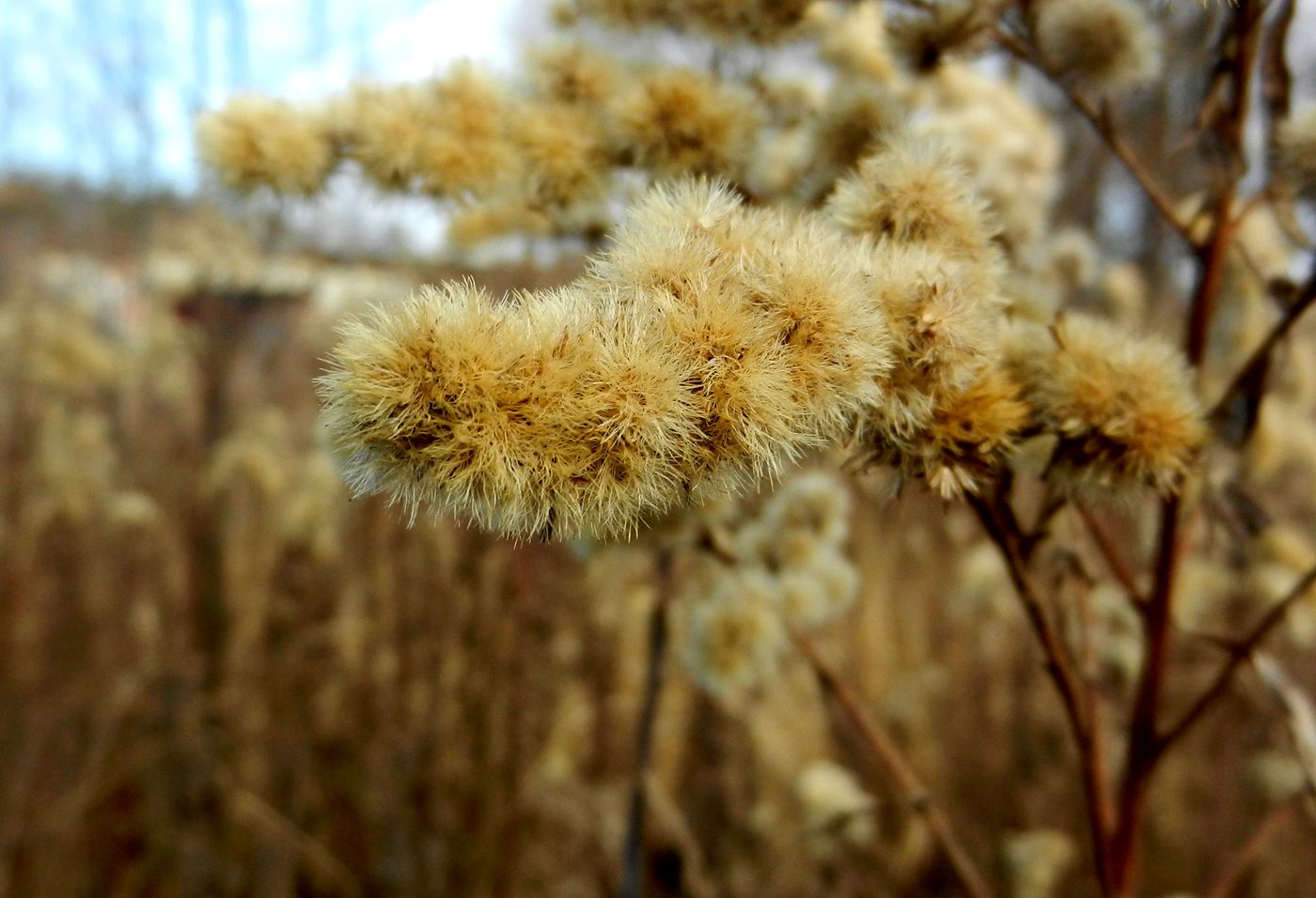 Image of Solidago canadensis specimen.