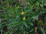 Potentilla bifurca