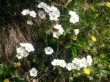 Claytonia joanneana