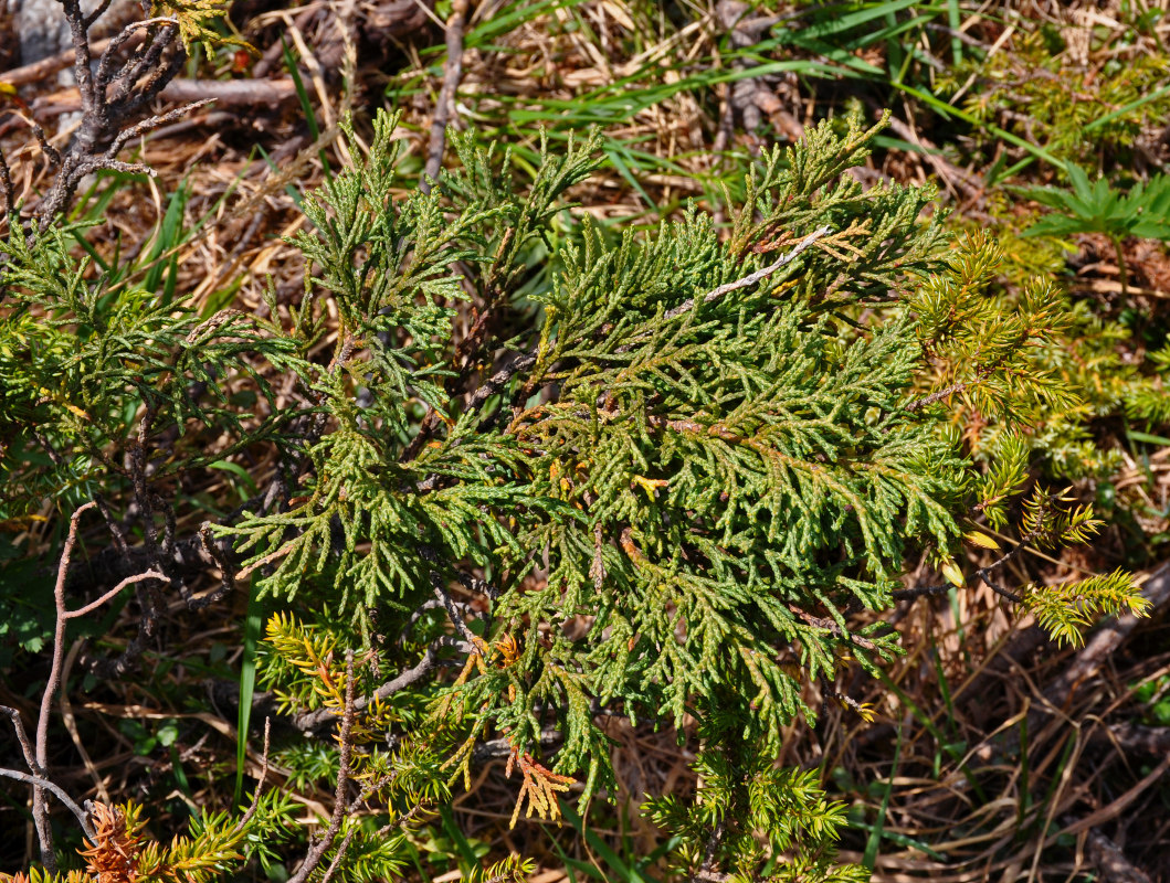 Изображение особи Juniperus pseudosabina.