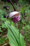 Cypripedium guttatum. Цветок. Свердловская обл., окр. г. Среднеуральск, д. Коптяки, смешанный лес. 13.06.2010.