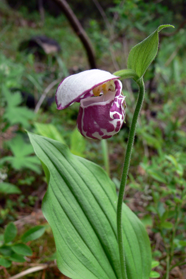 Image of Cypripedium guttatum specimen.