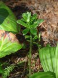 Lilium pilosiusculum. Верхушка растения с развивающимся соцветием; справа - листья Veratrum, слева - Bergenia. Иркутская обл., Иркутский р-н, ур. Сухое озеро, смешанный лес. 31.05.2018.