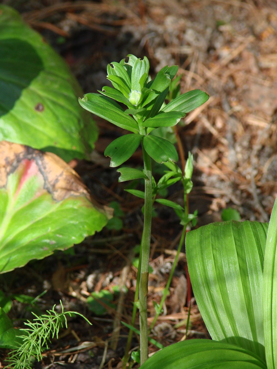 Image of Lilium pilosiusculum specimen.