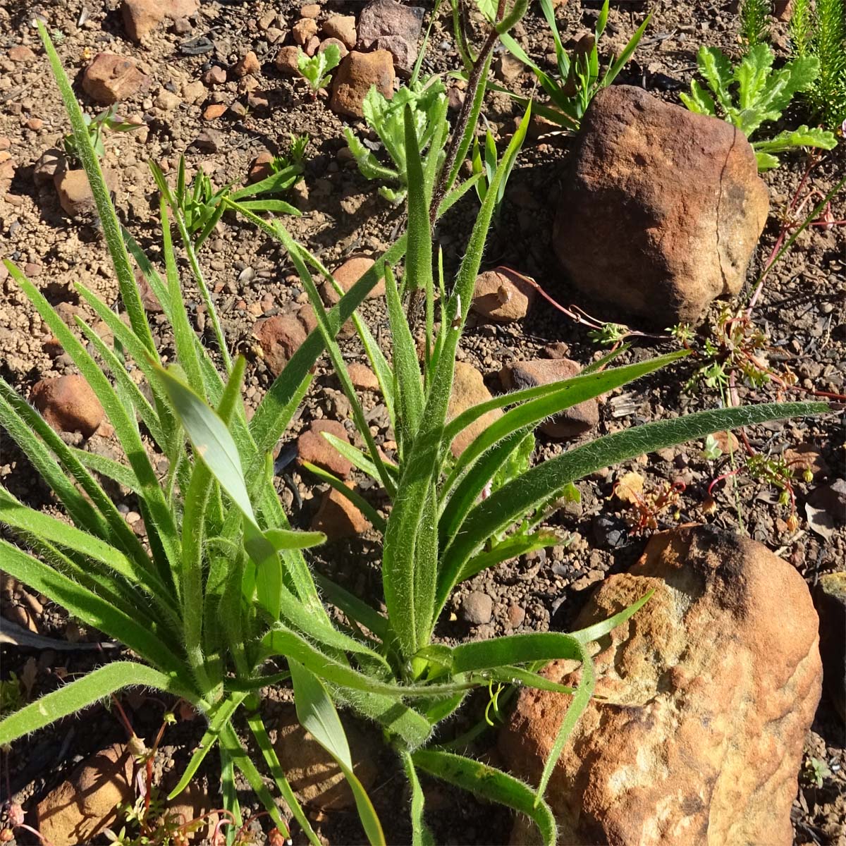 Изображение особи Corymbium villosum.