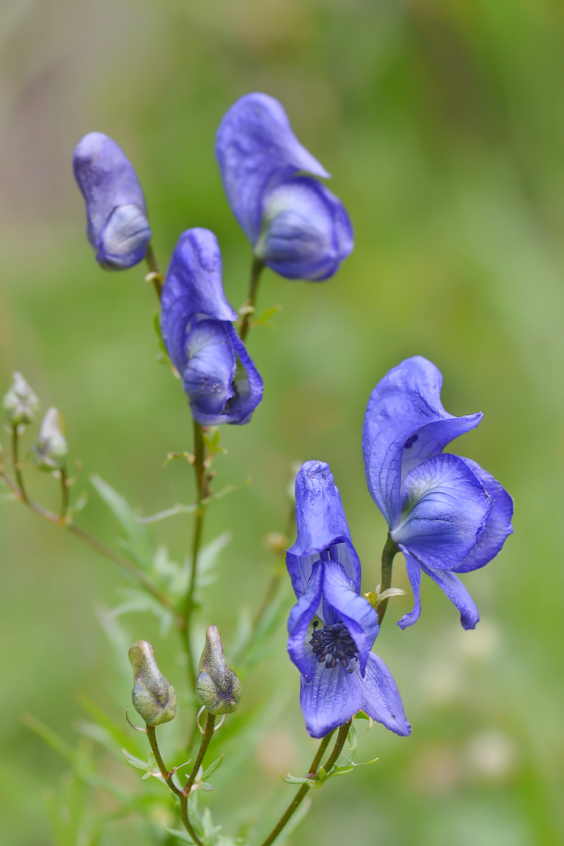 Image of Aconitum cymbulatum specimen.