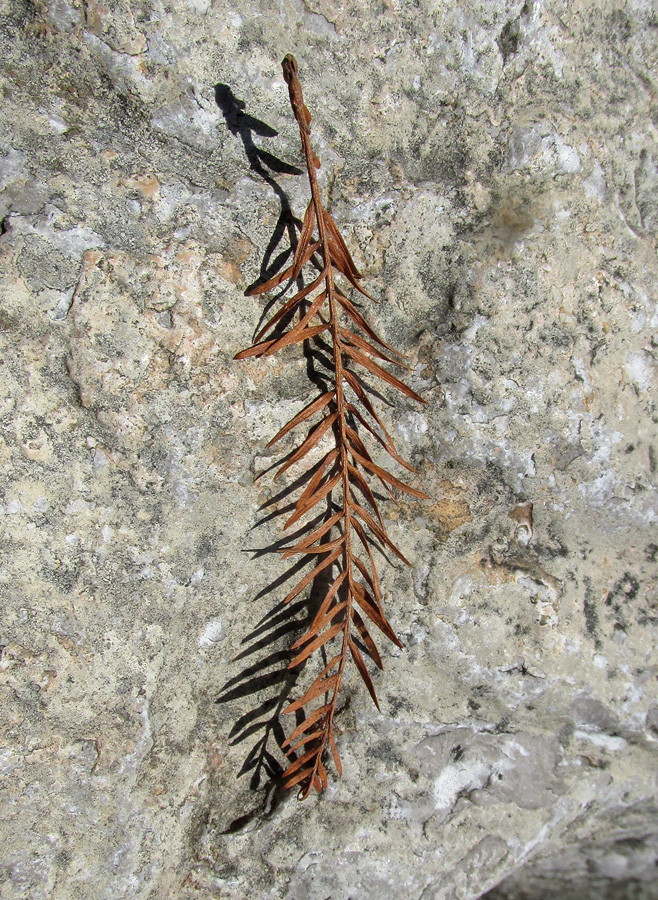 Изображение особи Taxodium distichum.