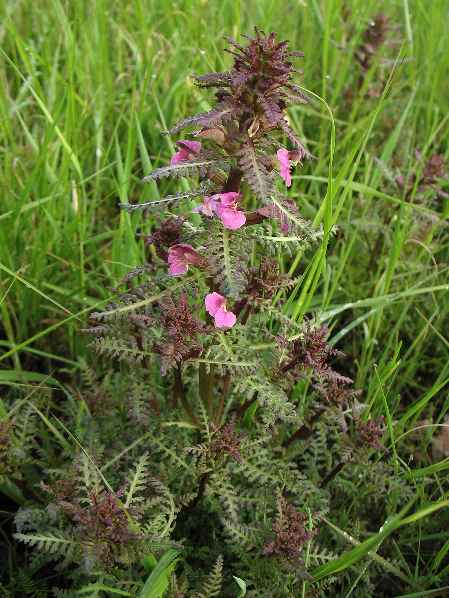 Image of Pedicularis palustris specimen.