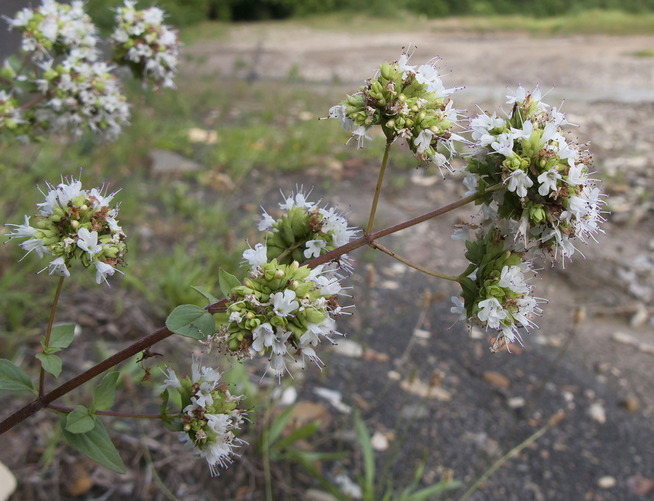 Изображение особи Origanum vulgare ssp. viride.