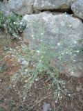 Centaurea diffusa. Цветущее растение. Южный Берег Крыма, окр. г. Ялта. 28.06.2010.