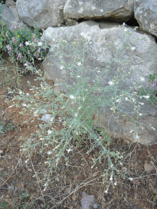 Image of Centaurea diffusa specimen.