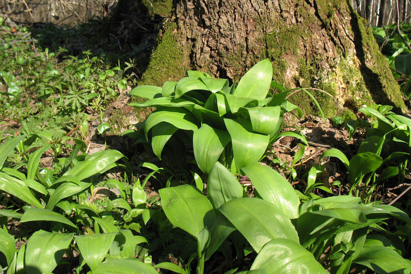 Image of Allium ursinum specimen.