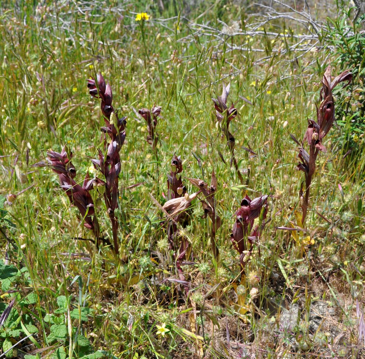 Image of Serapias orientalis ssp. levantina specimen.