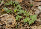 Adoxa moschatellina. Цветущие растения. Башкортостан, Гафурийский р-н, долина р. Зилим, травянистая терраса у подножия скального массива Арташ, лиственно-еловый лес. 2 мая 2019 г.