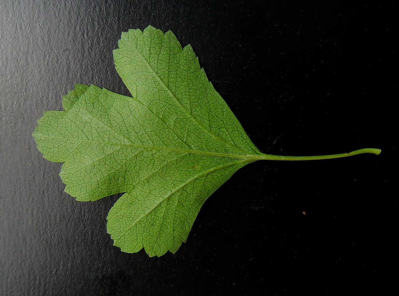 Изображение особи Crataegus leiomonogyna.