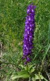 Orchis mascula