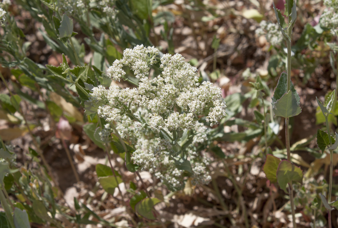 Image of Cardaria pubescens specimen.