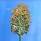 Phleum pratense