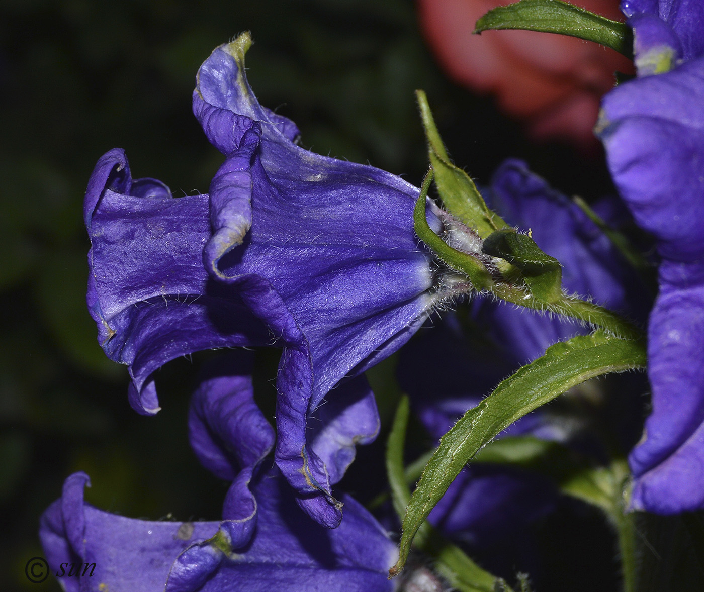 Image of Campanula medium specimen.