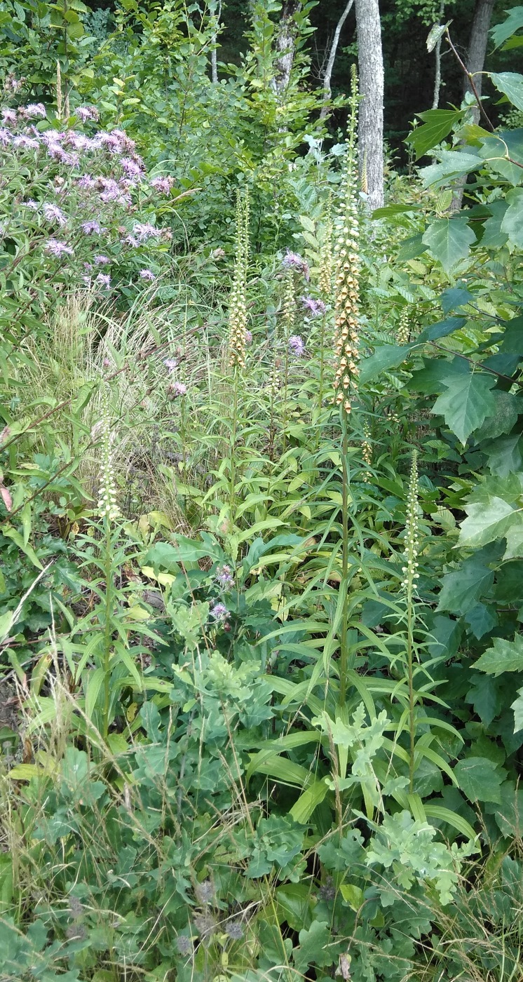 Image of Digitalis schischkinii specimen.