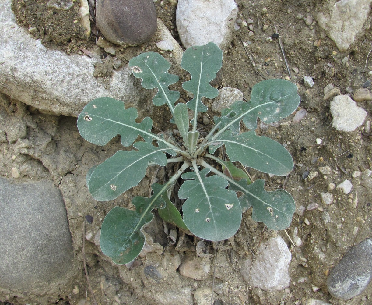 Image of Jurinea ruprechtii specimen.