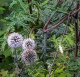 Echinops sphaerocephalus