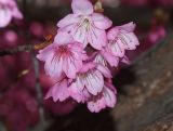 Prunus campanulata