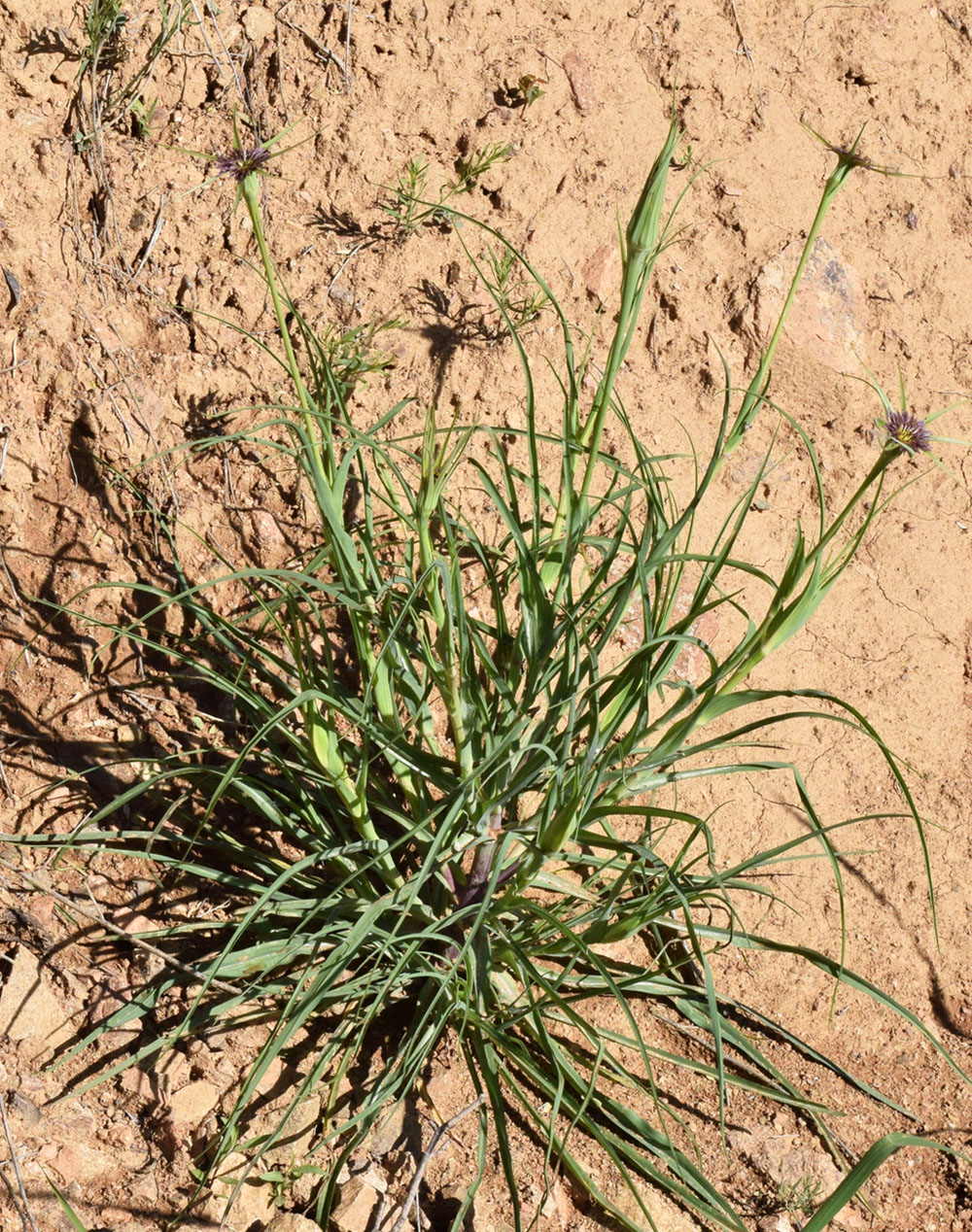 Image of Tragopogon porrifolius ssp. longirostris specimen.