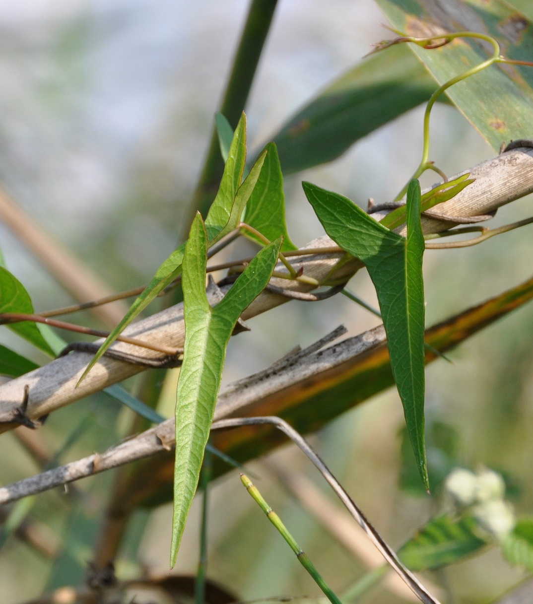 Image of Ipomoea sagittata specimen.