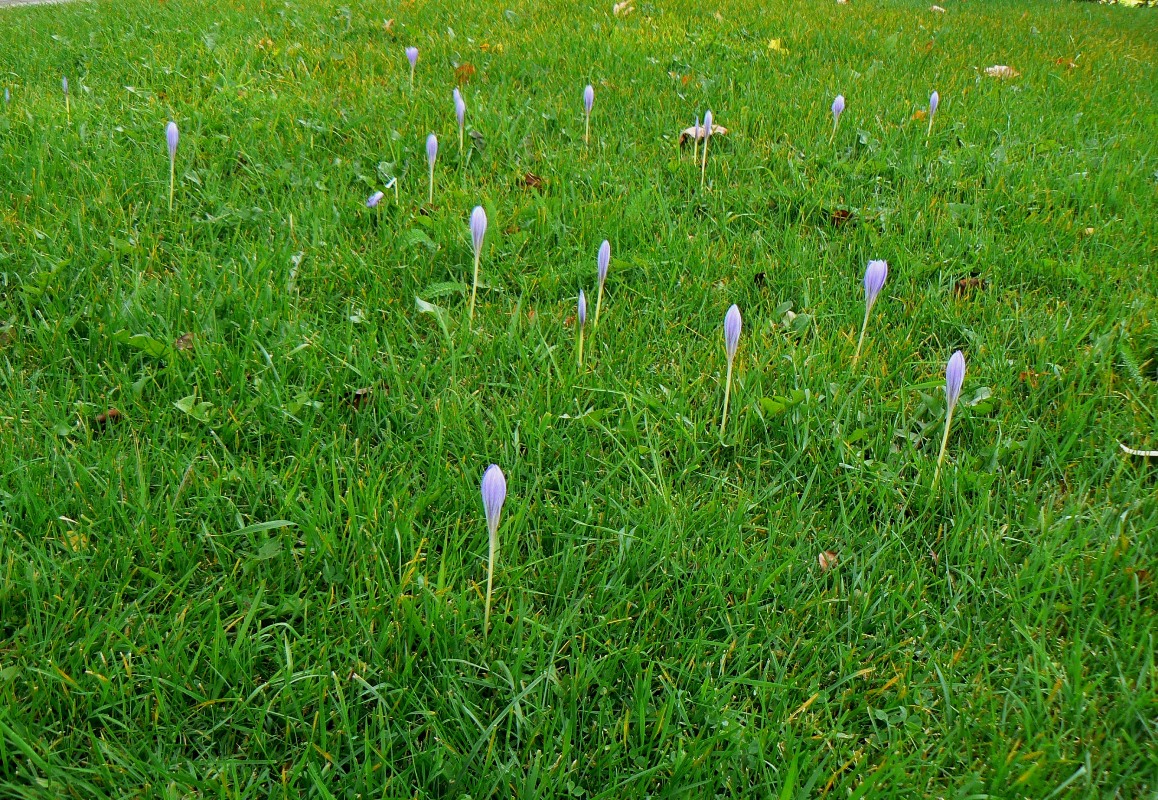 Image of Crocus speciosus specimen.