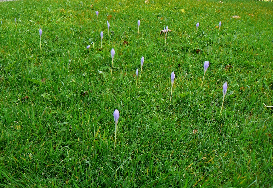 Изображение особи Crocus speciosus.