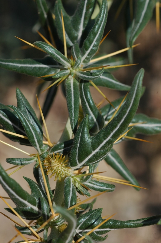 Image of Xanthium spinosum specimen.