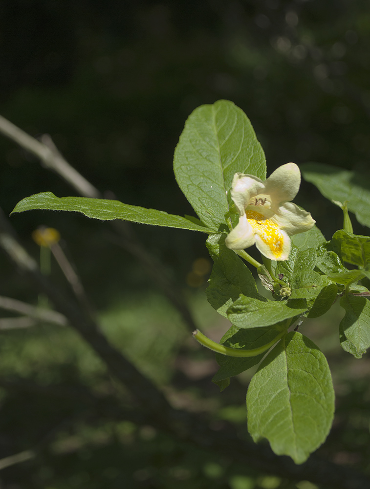 Image of Weigela middendorffiana specimen.