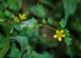 Saxifraga cymbalaria. Верхушка цветущего побега. Краснодарский край, МО город-курорт Сочи, Адлерский р-н, Краснополянский поселковый округ, южный склон хр. Аибга, долина р. Менделиха, у тропы среди камней, 1470 м н.у.м. 5 октября 2019 г.