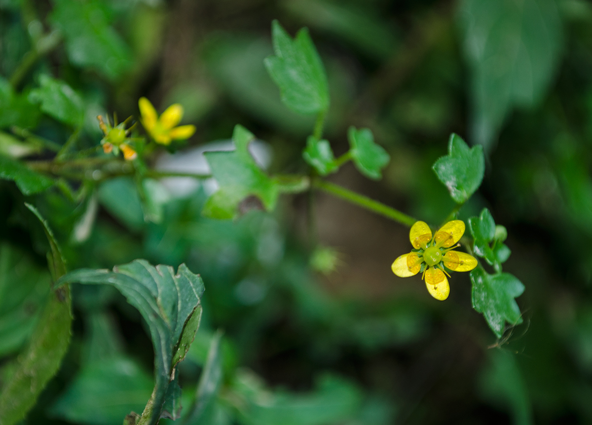 Изображение особи Saxifraga cymbalaria.