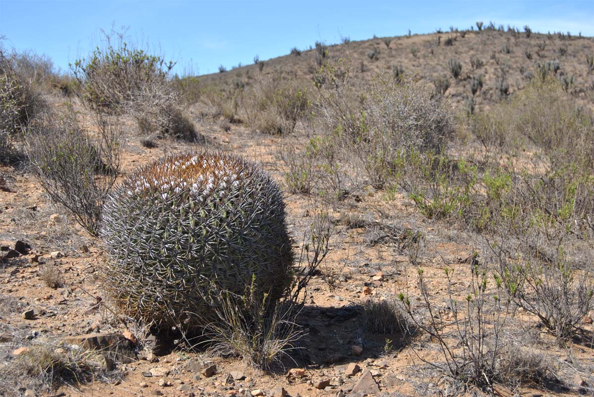 Image of Eriosyce aurata specimen.