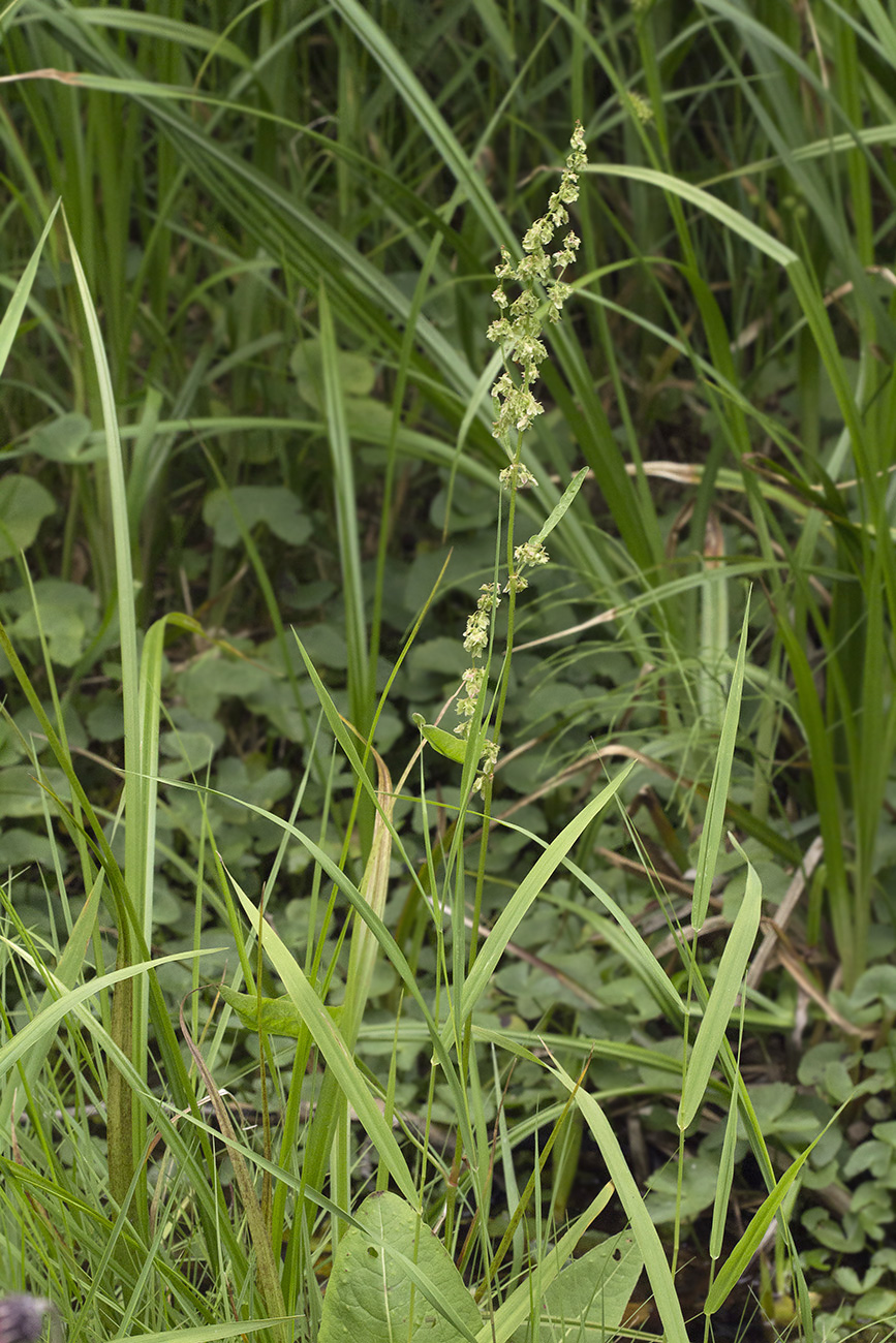 Изображение особи Rumex ujskensis.