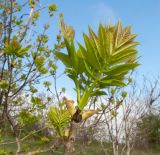 Fraxinus excelsior. Верхушка ветви с молодыми листьями. Краснодарский край, м/о г. Геленджик, хр. Коцехур, гора Шахан, каменистый склон горы, небольшой кленово-ясеневый лес. 02.05.2015.