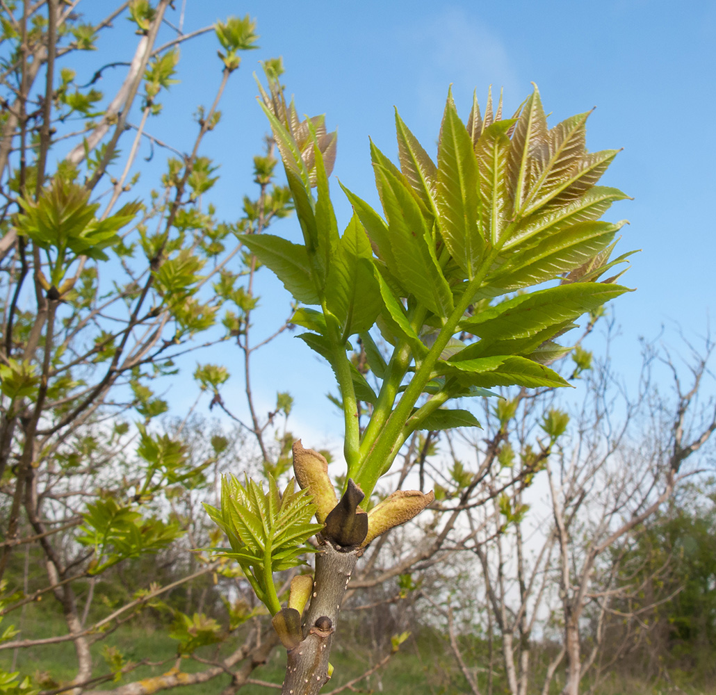 Изображение особи Fraxinus excelsior.