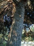 Pinus halepensis