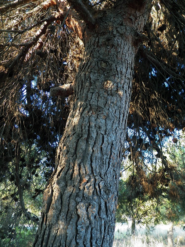 Изображение особи Pinus halepensis.