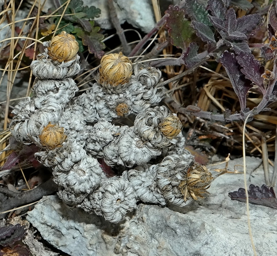 Image of Draba cuspidata specimen.