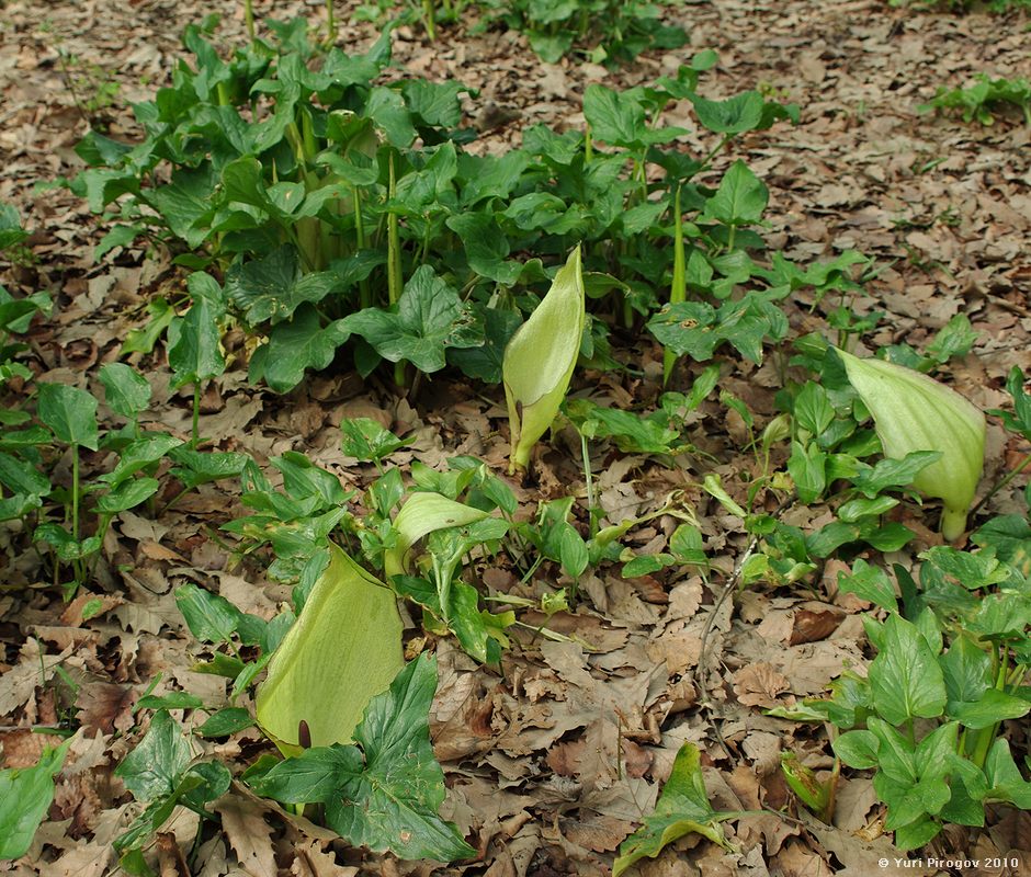 Image of genus Arum specimen.