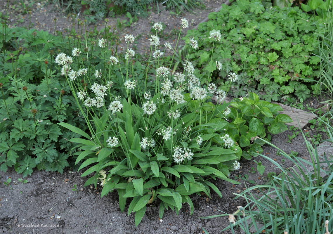 Изображение особи Allium microdictyon.