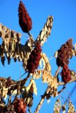 Rhus typhina