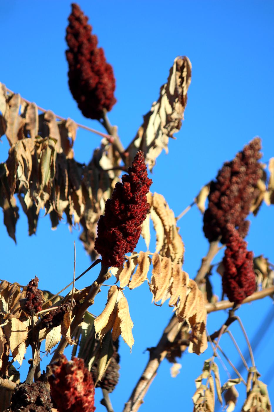 Image of Rhus typhina specimen.