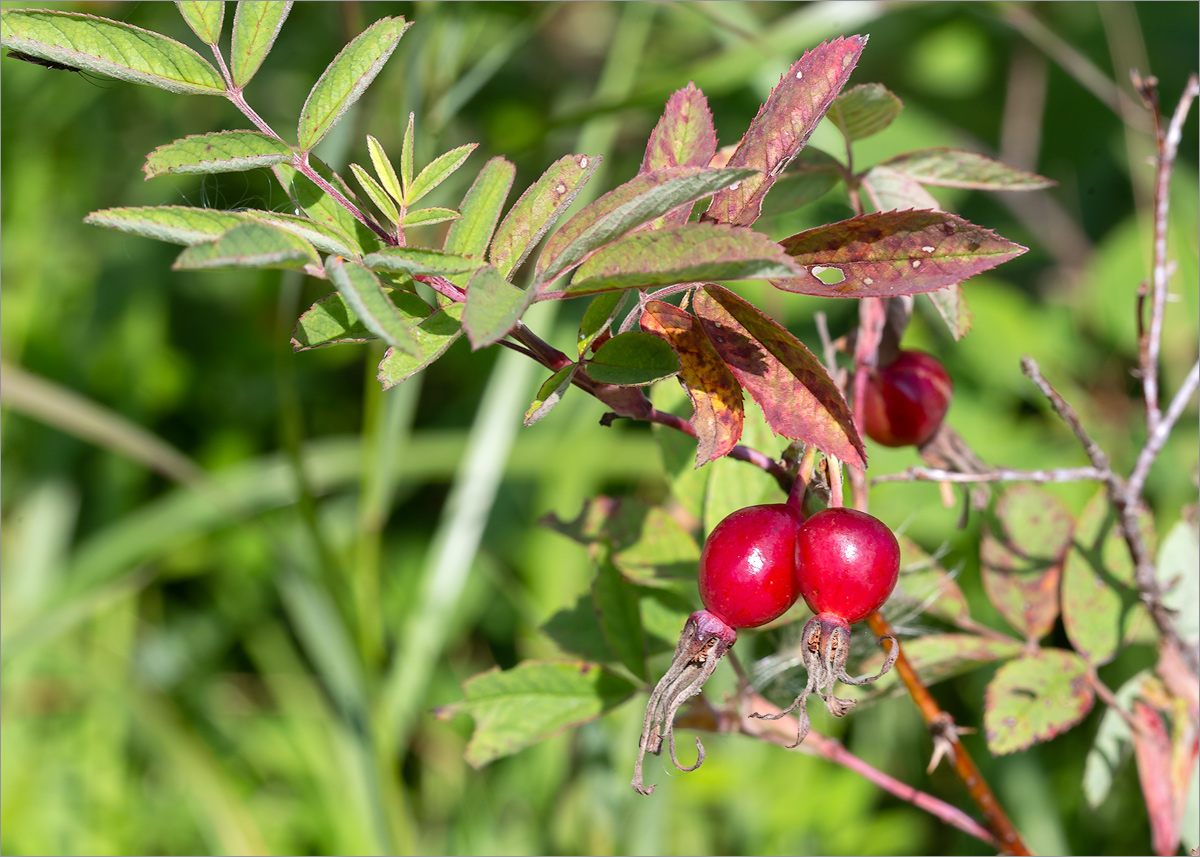 Image of Rosa cinnamomea specimen.