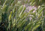 Agropyron pectinatum