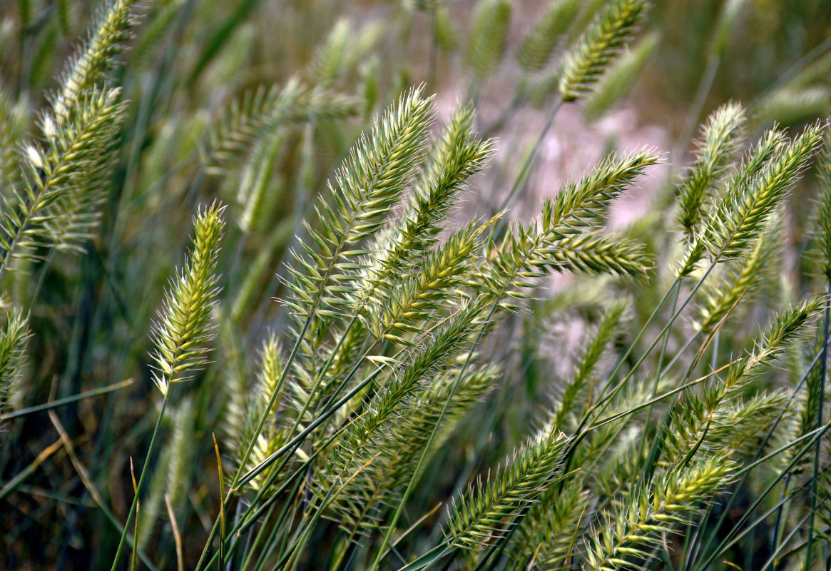 Изображение особи Agropyron pectinatum.