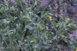 Alkanna orientalis